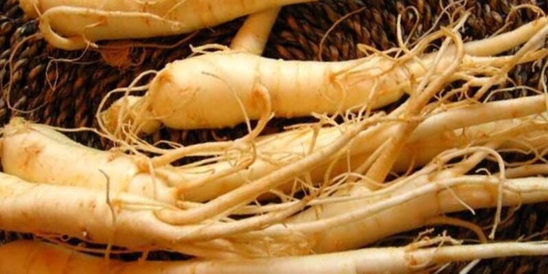 raíz de ginseng para aumentar la potencia